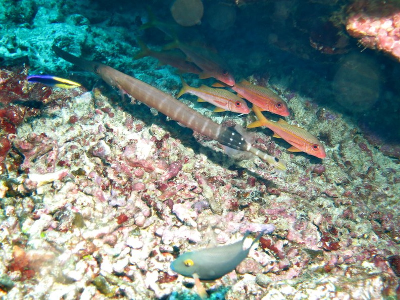 50  Trumptefish, Hawaiian Cleaner Wrasse and Yellowfin Goatfish IMG_2557.jpg